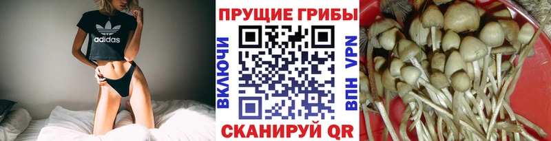 Купить где  Отрадный  Псилоцибиновые грибы мицелий 